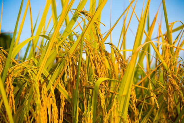 农田  稻田  秋收  稻谷  梯田  芷江