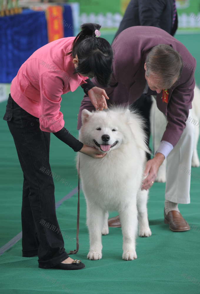 湖南省展览馆  宠物  名犬