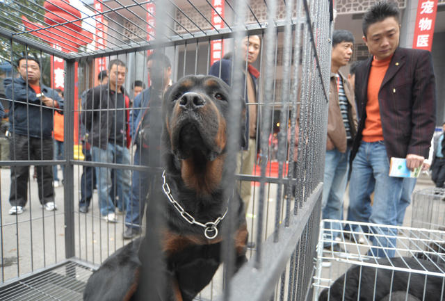 湖南省展览馆  宠物  名犬