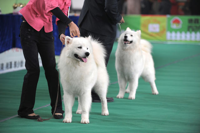湖南省展览馆  宠物  名犬