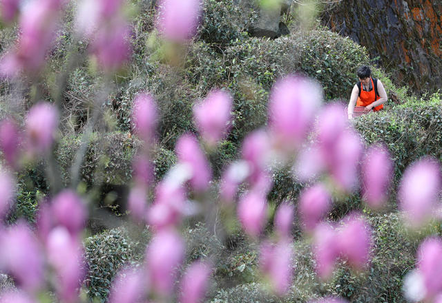 清明 眀前茶 高山 云雾茶 采摘