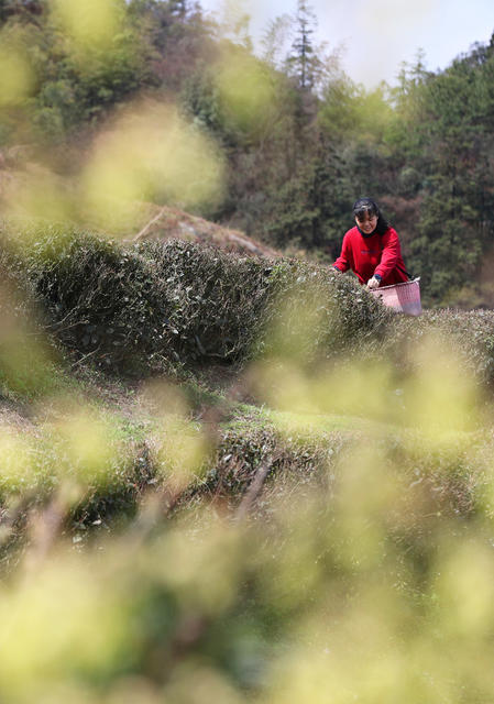 清明 眀前茶 高山 云雾茶 采摘