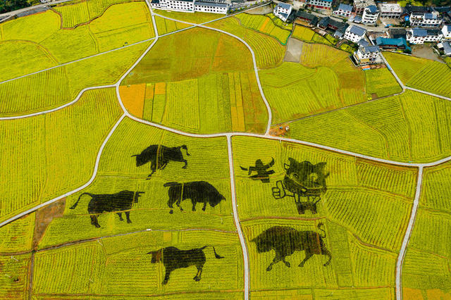 美丽乡村  稻田  艺术  旅游  溆浦  怀化