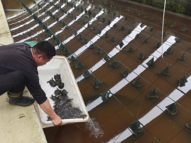 湖南双峰   甲鱼 合作社  乡村振兴 产业发展  就业  农村  农民 基地 