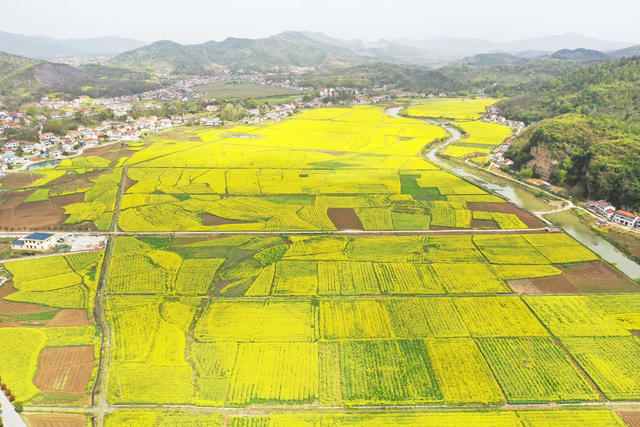 常德  山冲  农业  种植业  油菜  花海