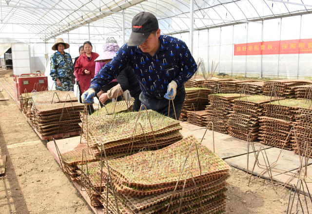 常德   农业  种植业  粮食生产  早稻育秧   流水线作业  育秧小发明