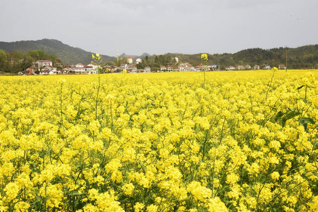 常德  山冲  农业  种植业  油菜  花海