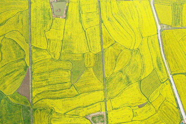 常德  山冲  农业  种植业  油菜  花海