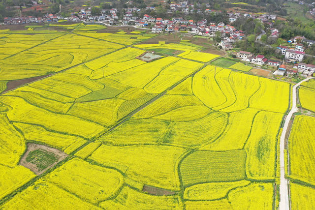  Changde Shanchong Agricultural Planting Rape Flower Sea