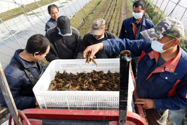  Changde Agricultural Breeding Crawfish Market