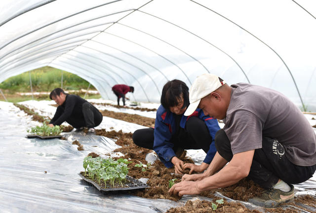湖南双峰   西瓜苗  合作社  大棚  就业  农民增收  产业发展 基地  乡村振兴  产业发展  