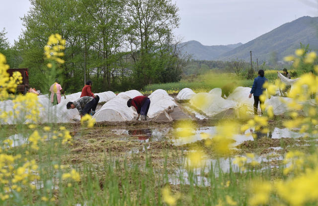 湖南双峰   大棚   育秧  粮食生产  农民  农村   经济发展  