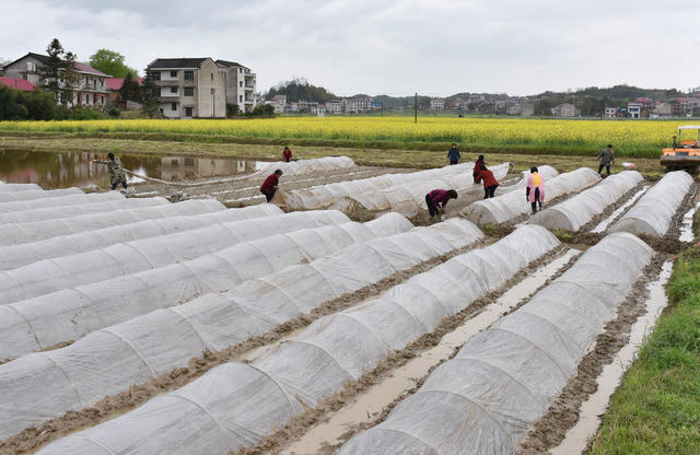 湖南双峰   大棚   育秧  粮食生产  农民  农村   经济发展  