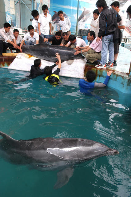 长沙动物园   海豚