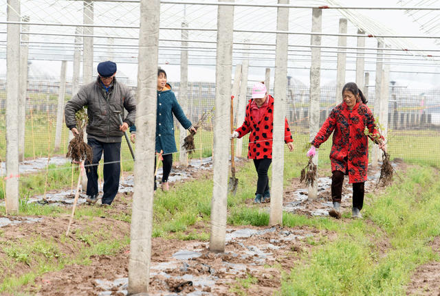  The Protection of Agricultural Cultivated Land in Lixian County and the Action of the Whole People to Curb Non grain Conversion