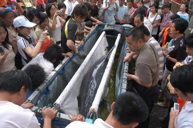 长沙动物园   海豚