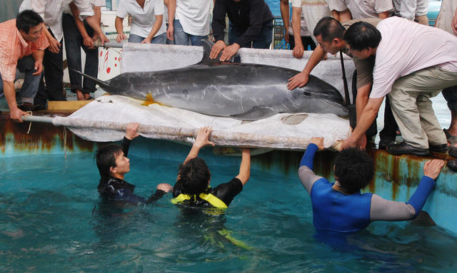 长沙动物园   海豚