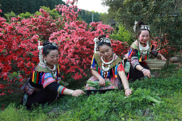 侗族 妇女 野菜 采摘 美食 传统 习俗