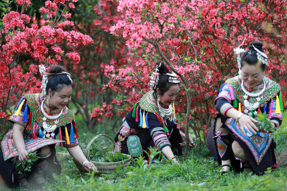 侗族 妇女 野菜 采摘 美食 传统 习俗