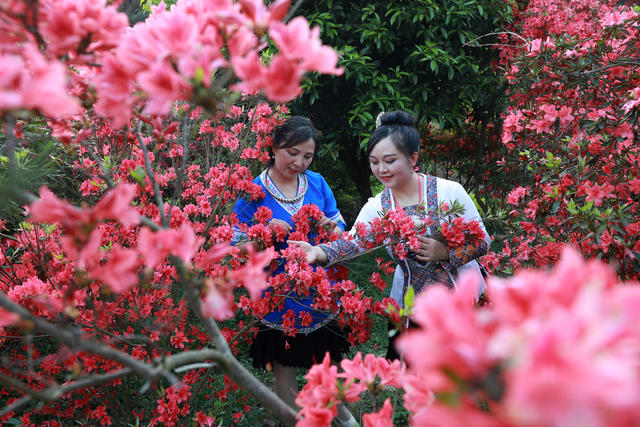 草堂 杜鹃花  游客 绿地 生态 休闲