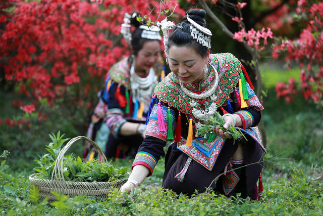 侗族 妇女 野菜 采摘 美食 传统 习俗