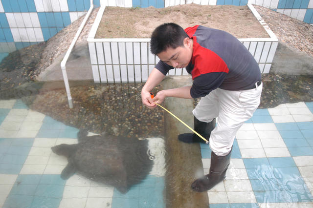 长沙动物园   斑鳖