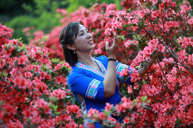 草堂 杜鹃花  游客 绿地 生态 休闲