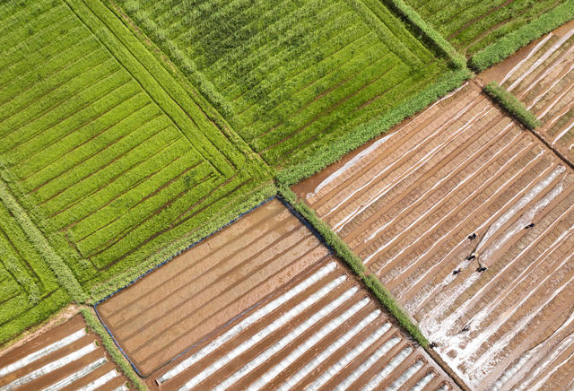 春耕 农业 生产
