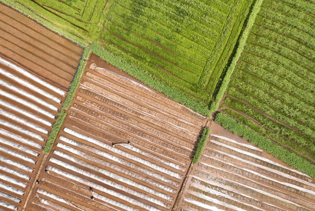 春耕 农业 生产