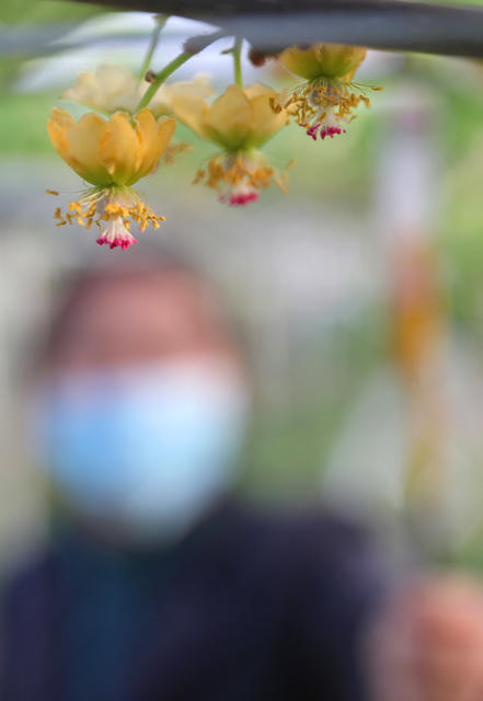 猕猴桃 人工 授粉