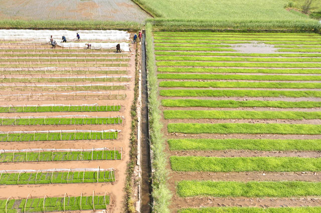 春耕 农业 生产