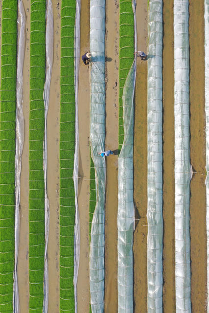  Changde Agricultural Early Rice Seedling Raising, Film Uncovering, "Refining" Seedling Cultivation and Strong Seedling