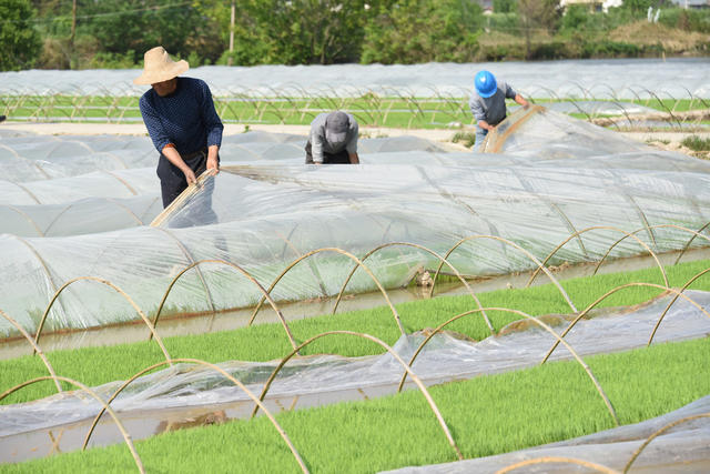 常德  农业  早稻育秧  揭膜“炼”苗  培育壮秧