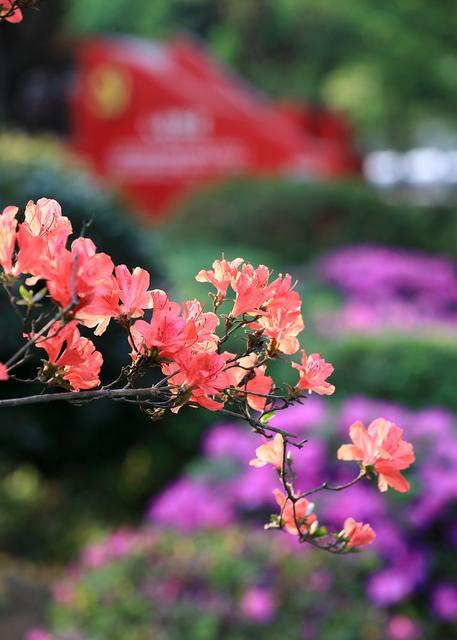 杜鹃花，晓园公园，园林景观，京剧，湖湘文化