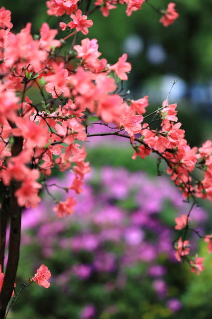 杜鹃花，晓园公园，园林景观，京剧，湖湘文化