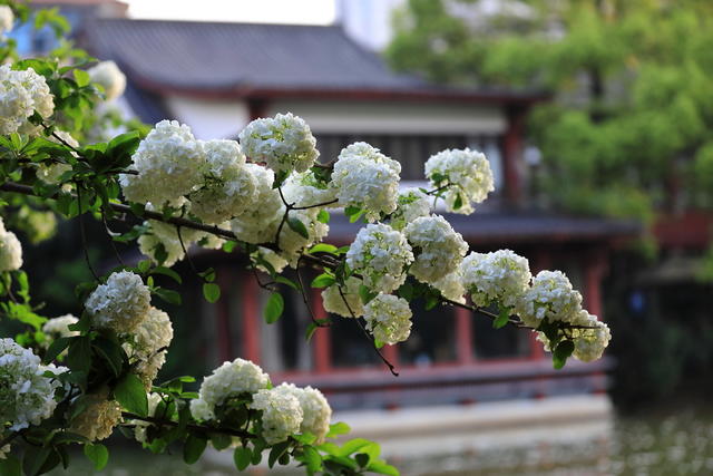 杜鹃花，晓园公园，园林景观，京剧，湖湘文化