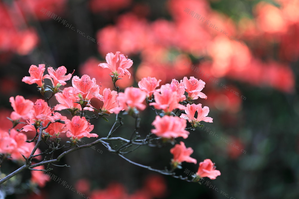 杜鹃花，晓园公园，园林景观，京剧，湖湘文化