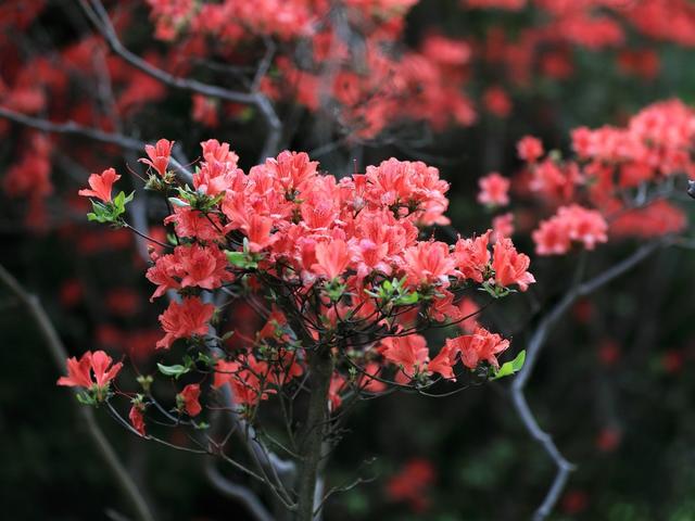 杜鹃花，晓园公园，园林景观，京剧，湖湘文化