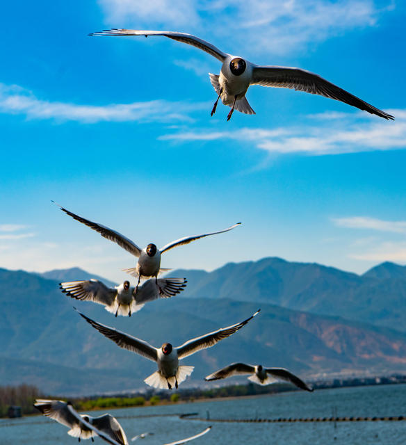 海鸥  鸟  生态  水质  云南大理
