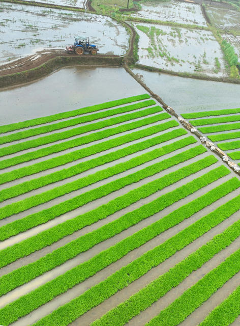 农事 春耕 生产