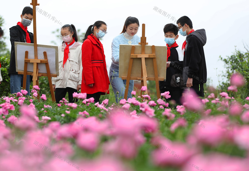 芍药 写生 绘画 游客