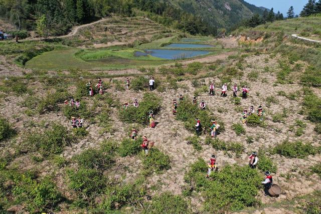 非遗 文化 教育 呜哇山歌 花瑶 劳动教育 劳动