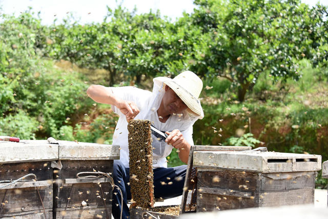  Agricultural planting and breeding of citrus bees, orange flower honey