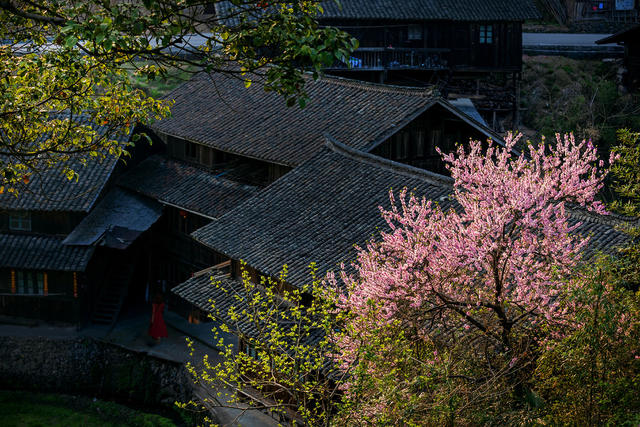 地笋苗寨 春 花