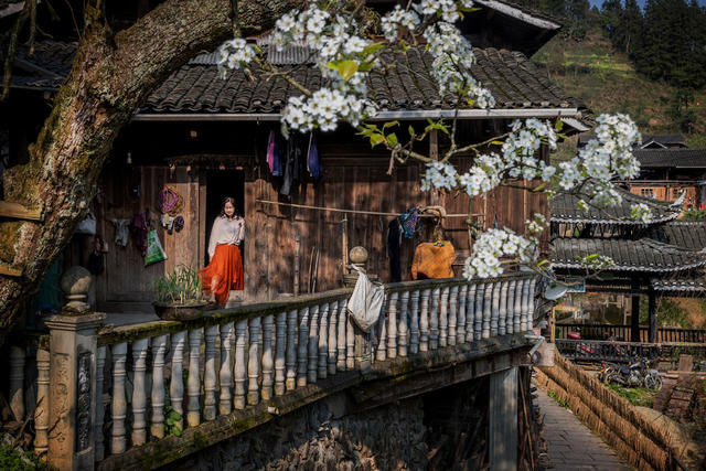 地笋苗寨 春 花