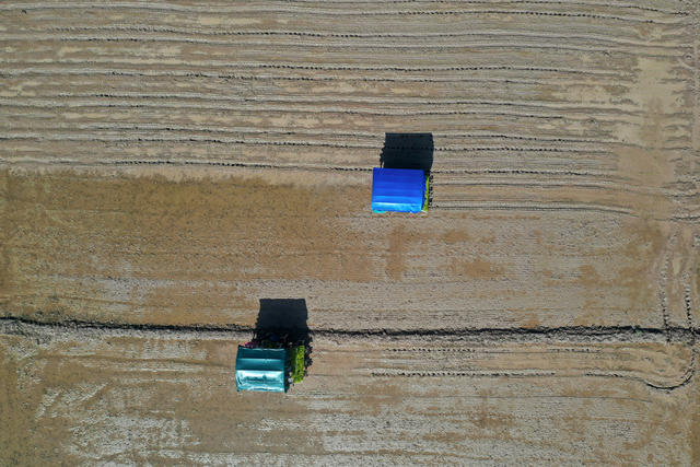 农业  早稻机插  湘豫协作  跨区域作业