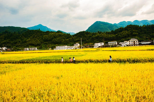 稻田 梯田 农村  农业  旅游  怀化溆浦 