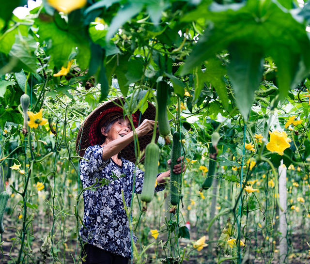 农村  农民  菜农  蔬菜  丝瓜  怀化中方
