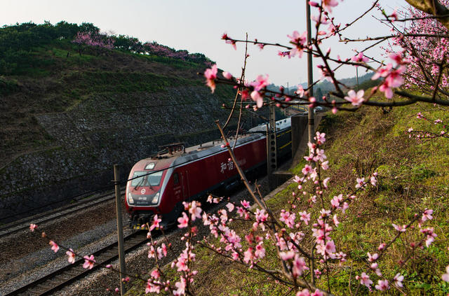 铁路  高铁  普铁  鲜花  油菜花  桃花  列车  怀化