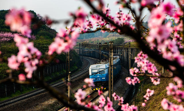 铁路  高铁  普铁  鲜花  油菜花  桃花  列车  怀化